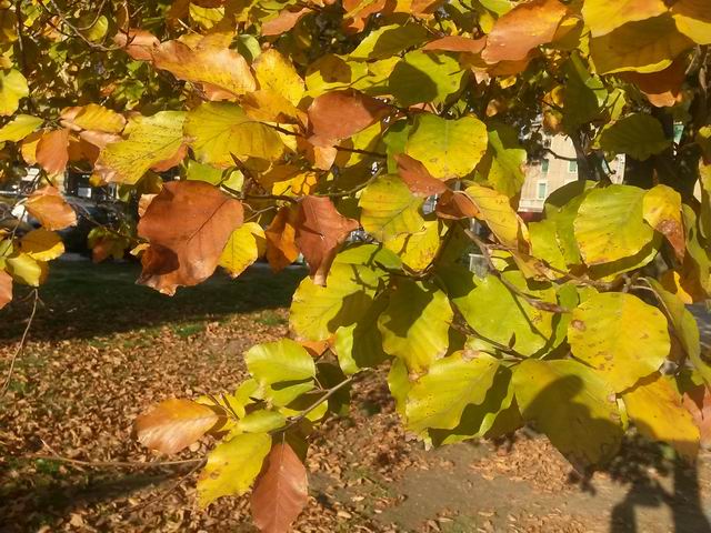 Fagus sp.  (Fagaceae)